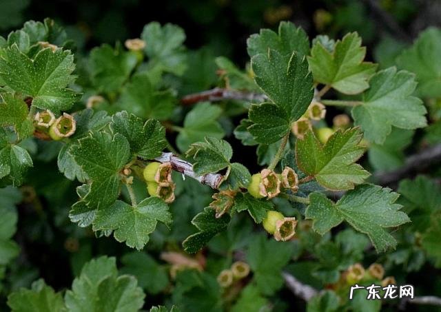 世界上十大稀有水果 世界上最罕见的几种水果