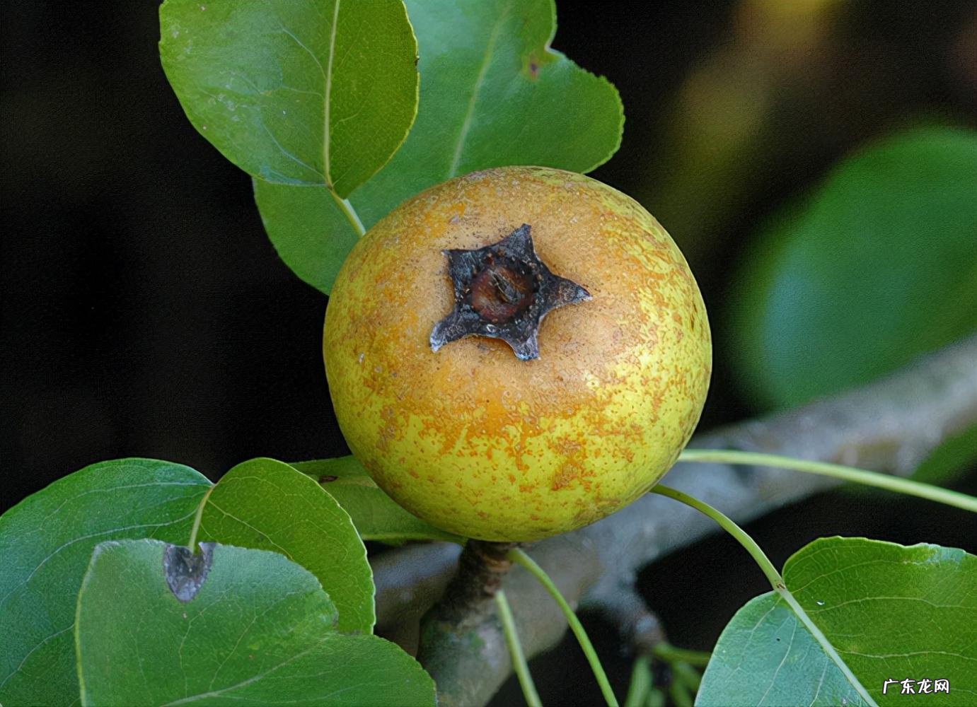 世界上十大稀有水果 世界上最罕见的几种水果