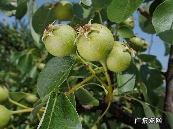 世界上十大稀有水果 世界上最罕见的几种水果