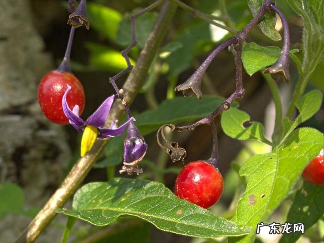世界上十大稀有水果 世界上最罕见的几种水果