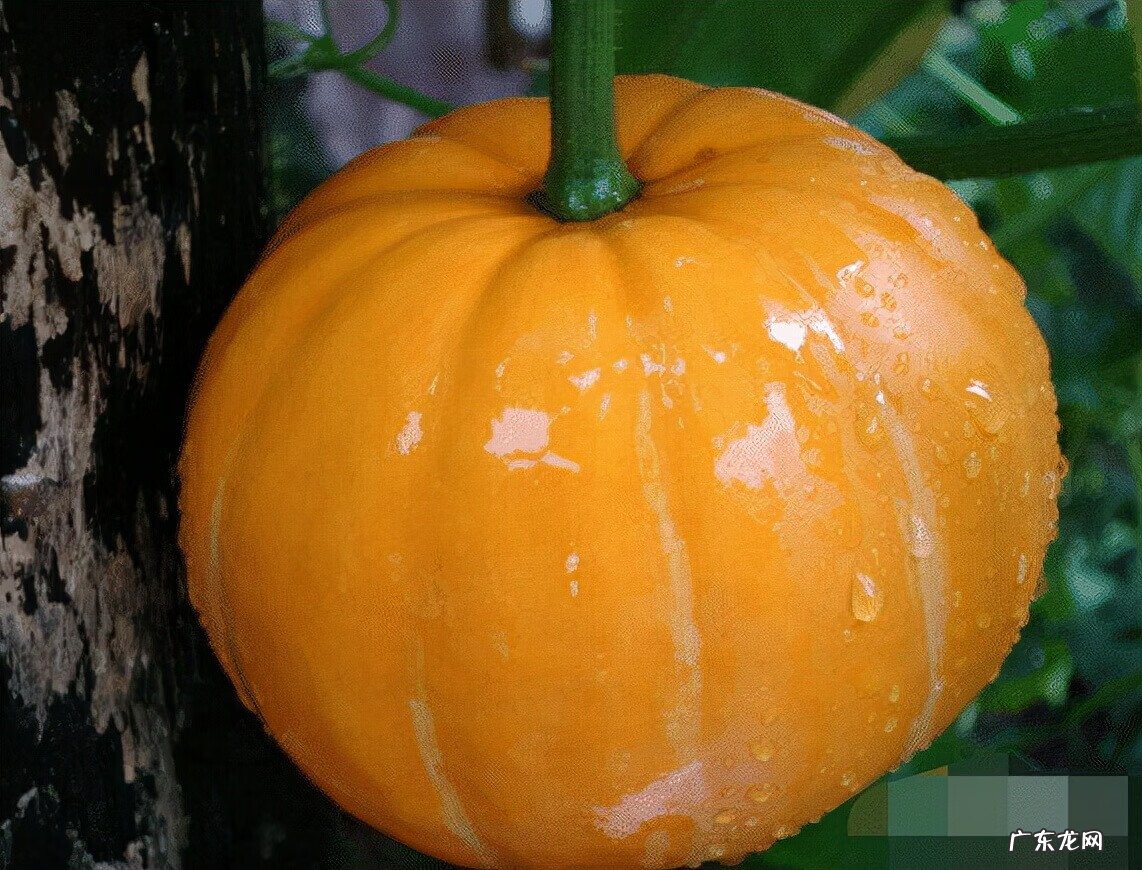 羊肉不可以跟什么同食 羊肉不能与什么食物同时食用不