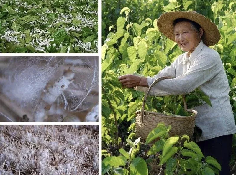 在农村做养殖生意或做点什么其他生意可以致富?