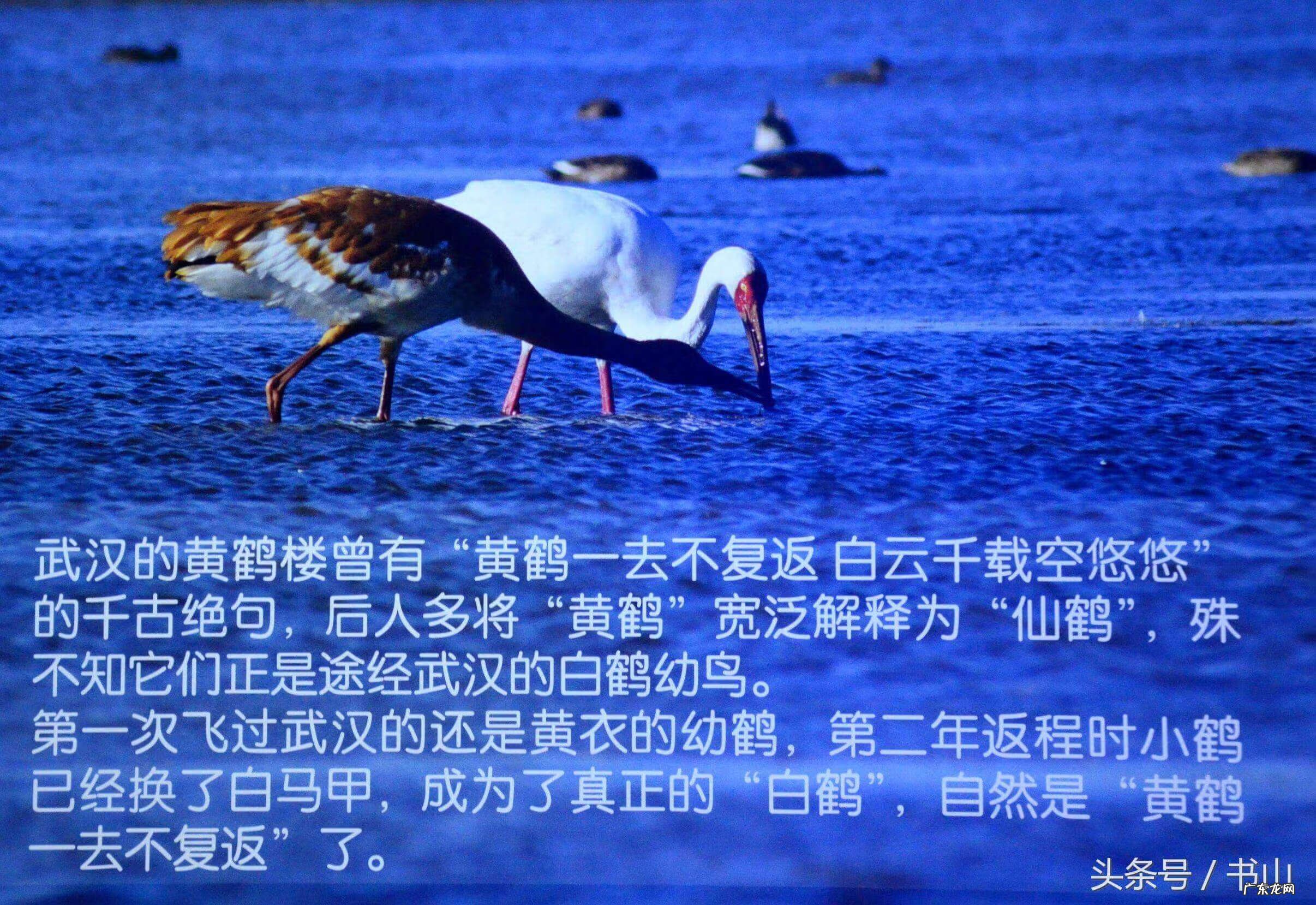 看到白鹤的兆头 风水宝地之白鹤地