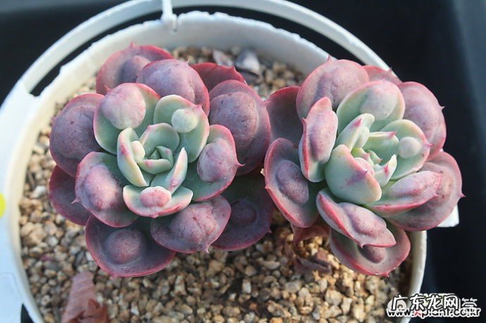 夏天的雨滴肉肉怎么养?