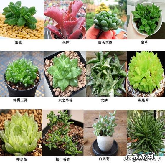植物-其它 青鸾法师多肉 多肉植物