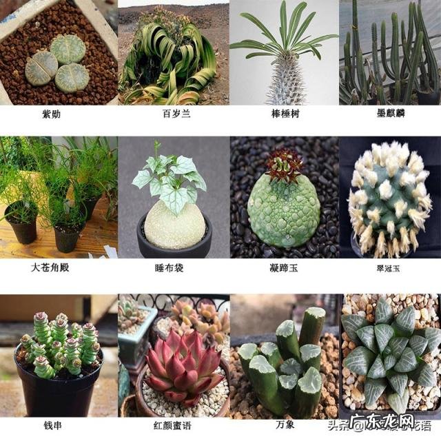 植物-其它 青鸾法师多肉 多肉植物