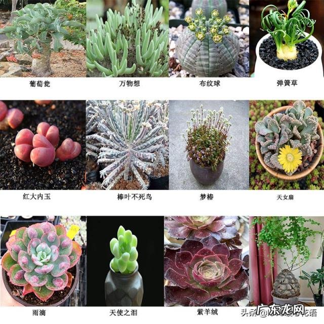 植物-其它 青鸾法师多肉 多肉植物