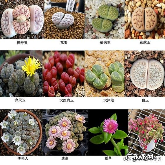 植物-其它 青鸾法师多肉 多肉植物