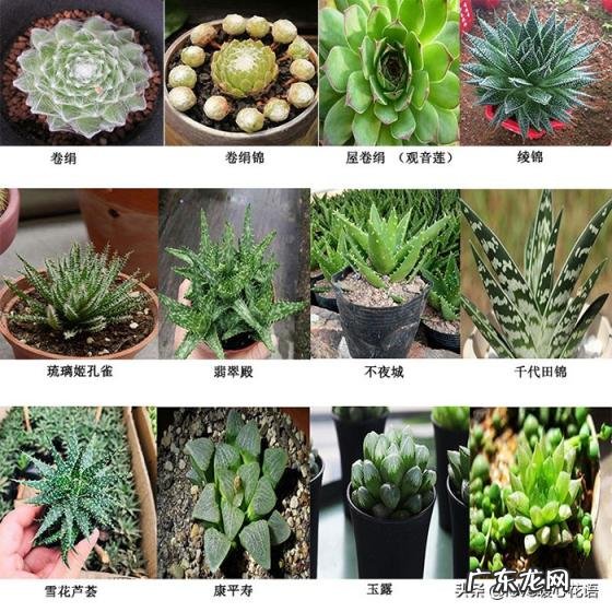 植物-其它 青鸾法师多肉 多肉植物