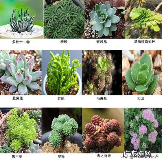 植物-其它 青鸾法师多肉 多肉植物