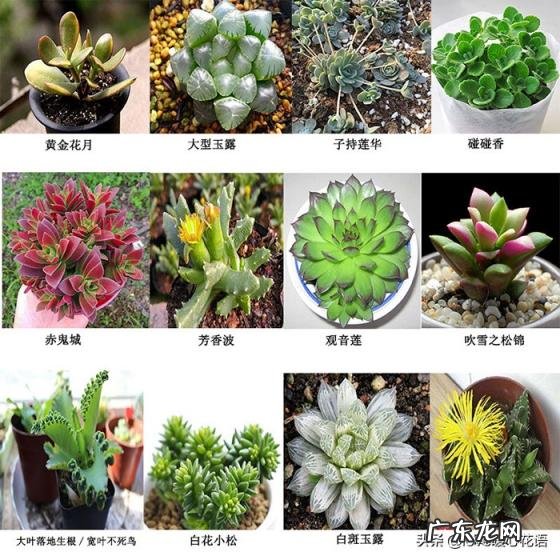 植物-其它 青鸾法师多肉 多肉植物