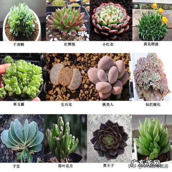 植物-其它 青鸾法师多肉 多肉植物