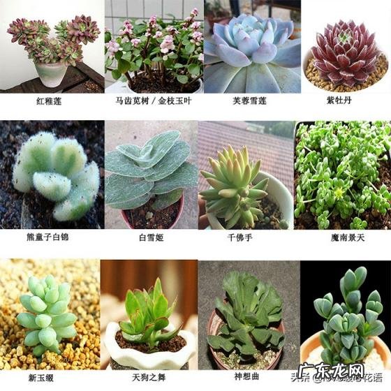 植物-其它 青鸾法师多肉 多肉植物