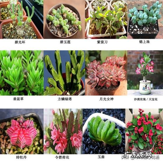 植物-其它 青鸾法师多肉 多肉植物