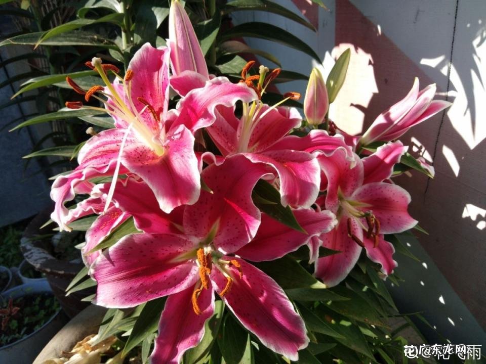 百合花外形具体描写150字 百合的特点和作用