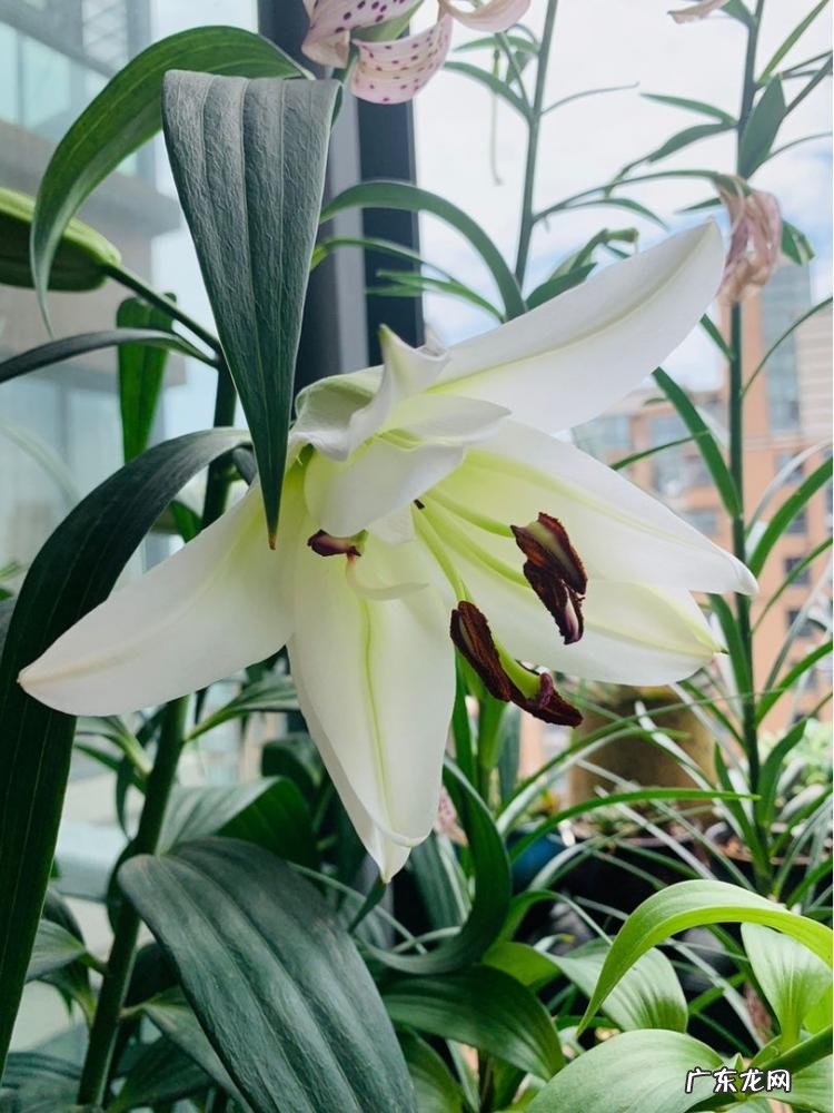 百合花外形具体描写150字 百合的特点和作用