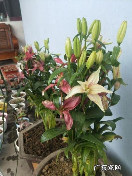 百合花外形具体描写150字 百合的特点和作用