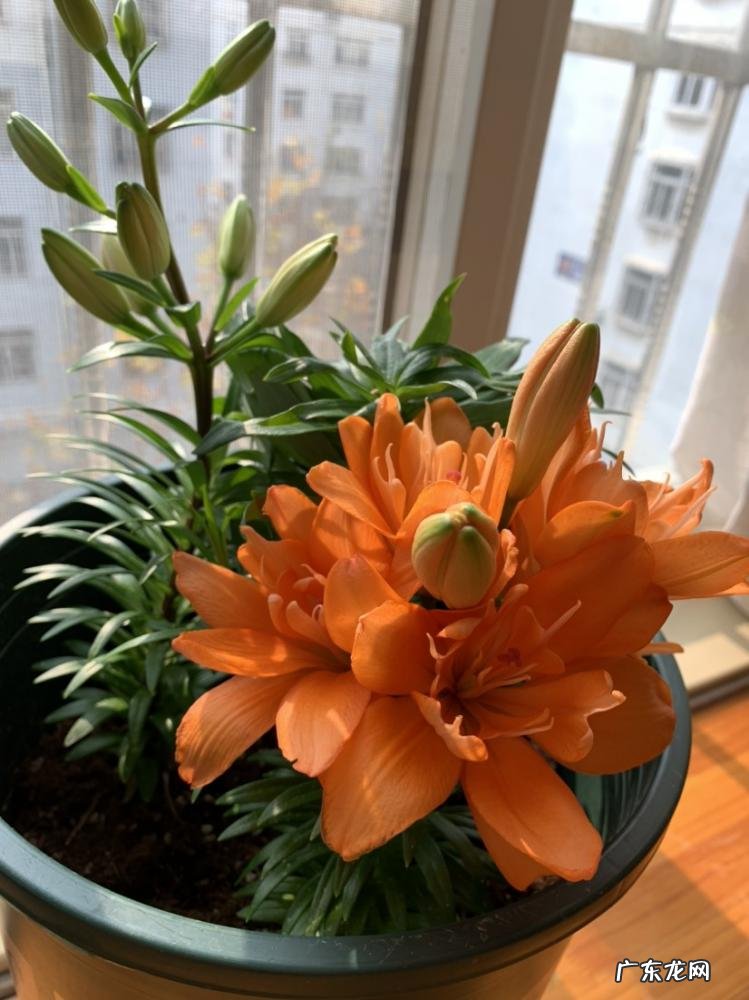 百合花外形具体描写150字 百合的特点和作用