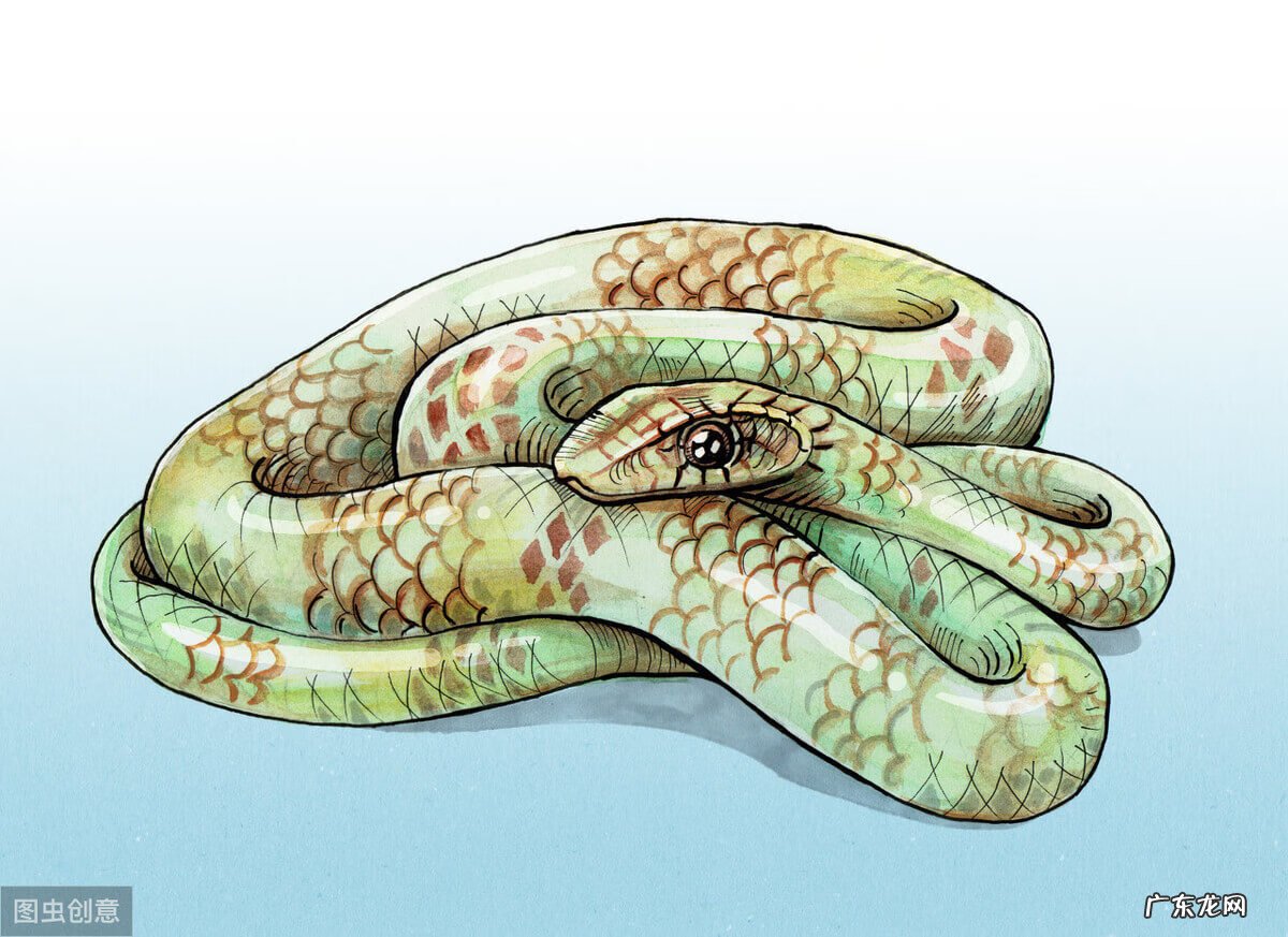 必死 蛇出海必死?风水