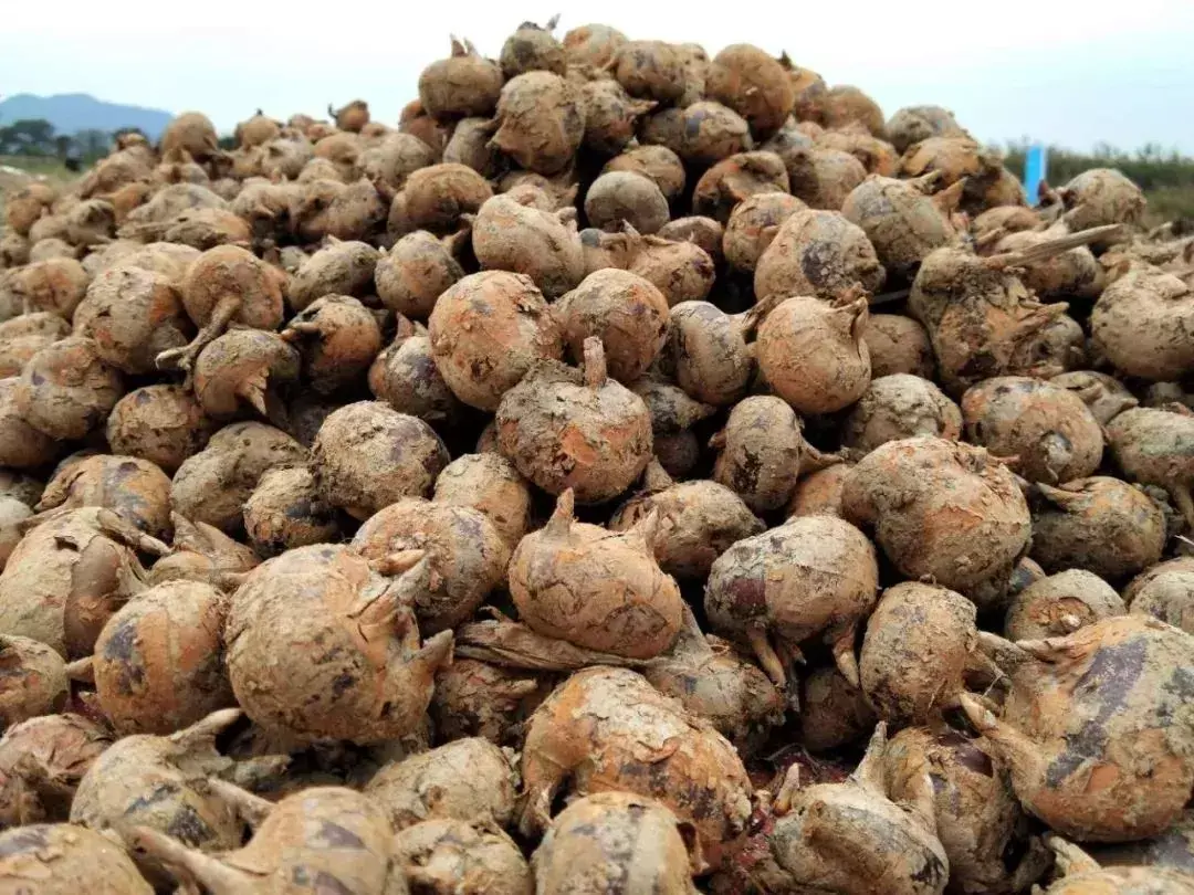 龙颈位置的风水