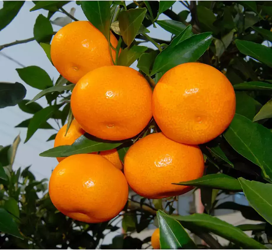 龙颈位置的风水