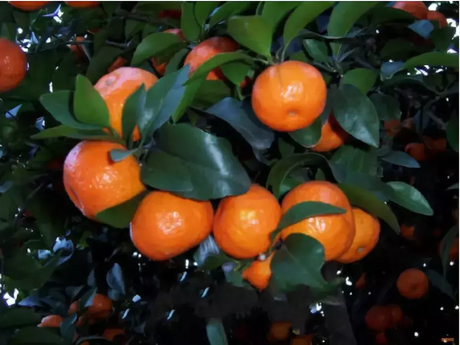 龙颈位置的风水