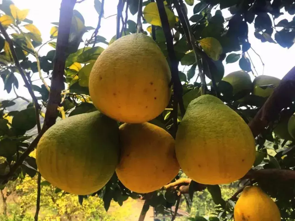 龙颈位置的风水