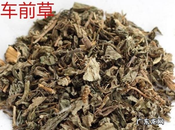 车前子的作用与功效禁忌 车前子作用和功效与作用