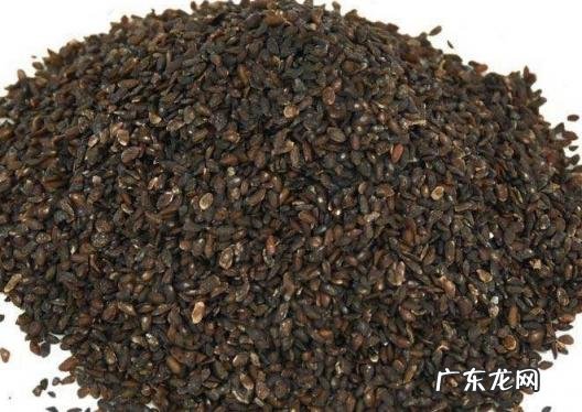 车前子的作用与功效禁忌 车前子作用和功效与作用