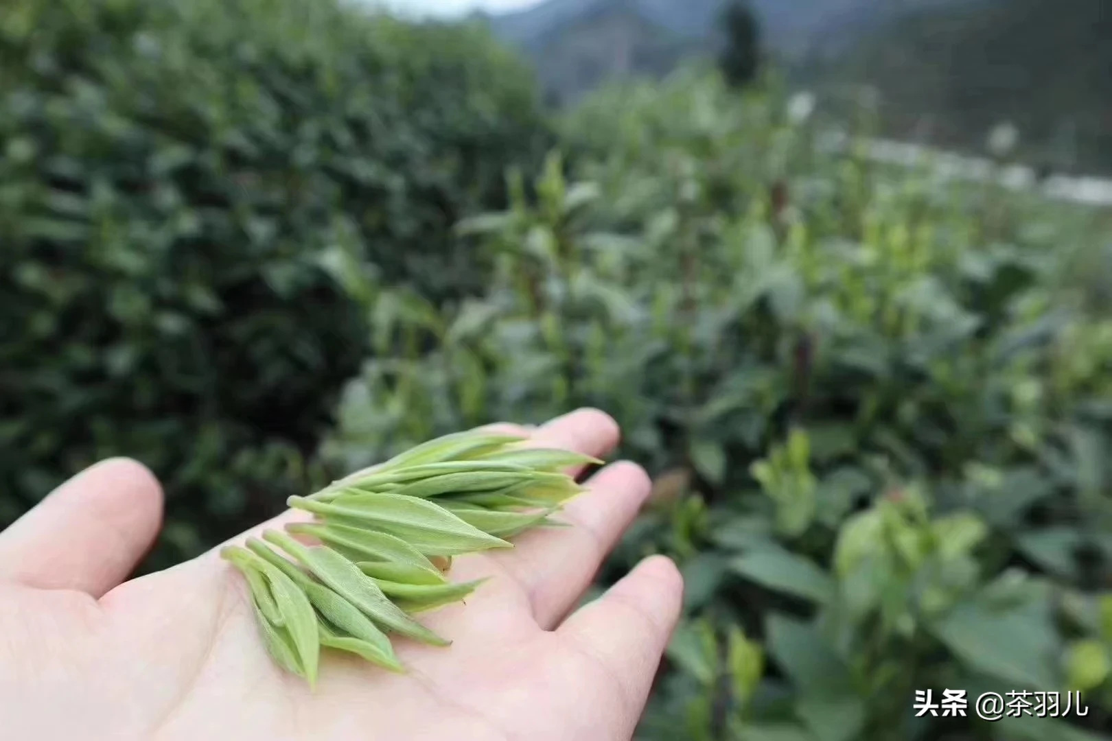 为什么有人说高山茶比平地茶好喝?