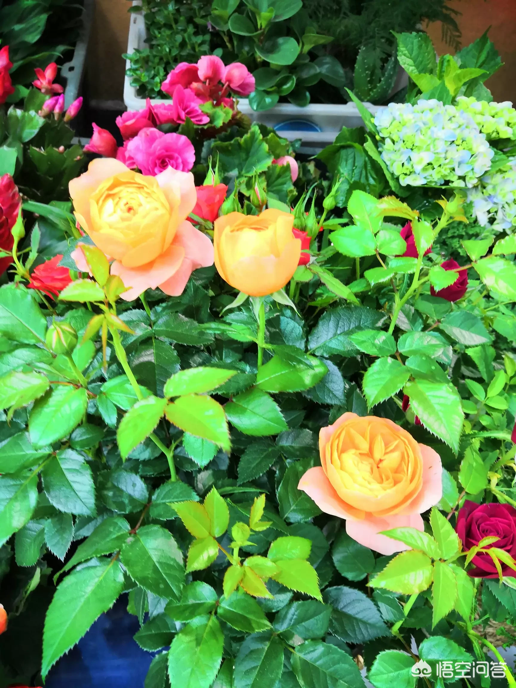 听说维生素B6可以缓解孕吐。有人试过吗,早孕40多天,吐到生无绝恋了?