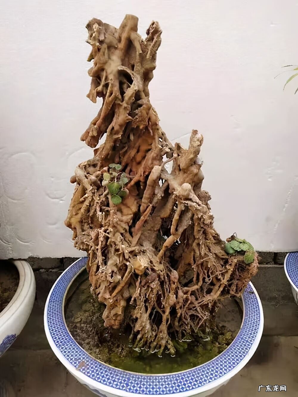 树石盆景 山水石盆景