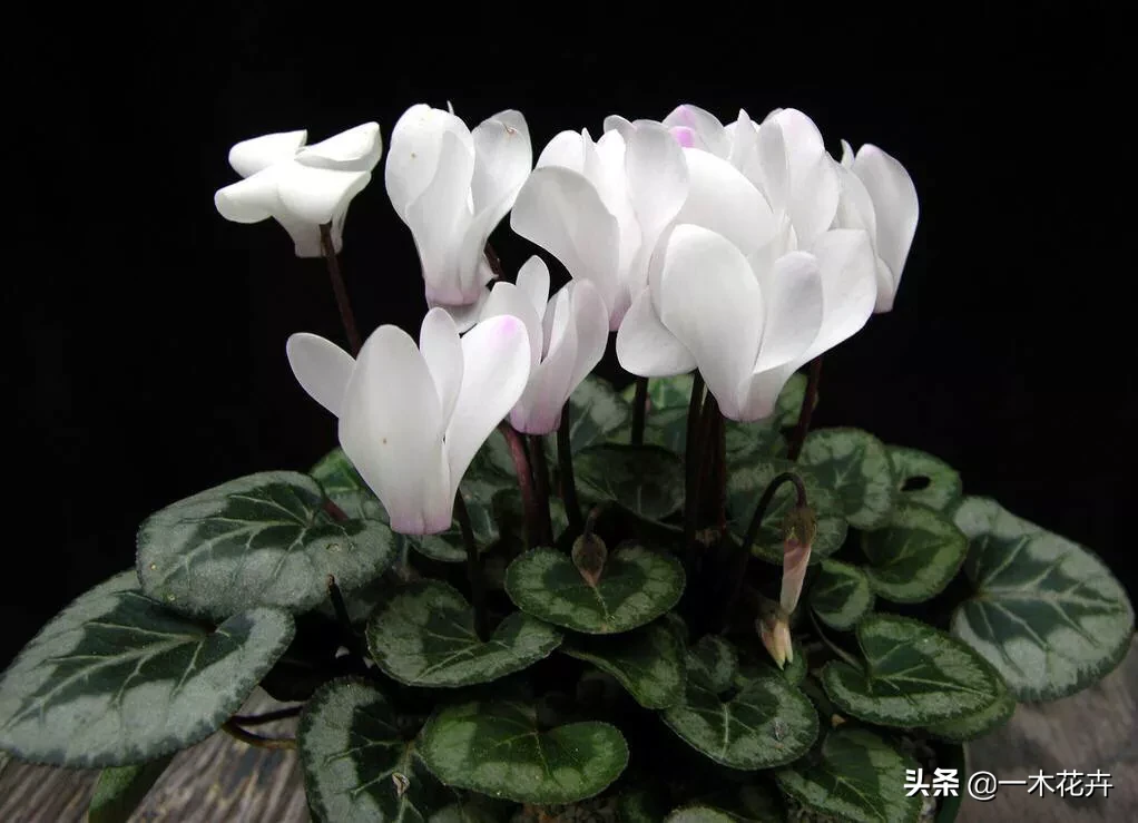 仙客来花为什么爱枯叶子呢?