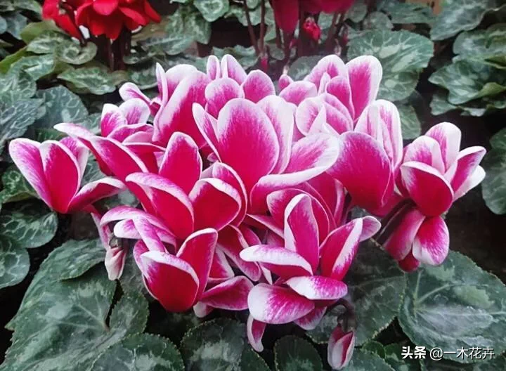 仙客来花为什么爱枯叶子呢?