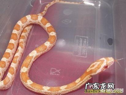 中国的无毒蛇有那些?要有图片?