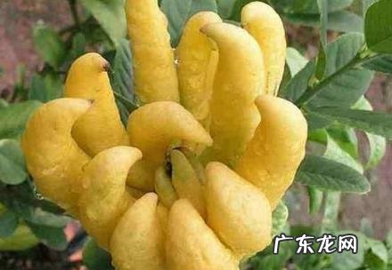 佛手柑功效与用法 佛手柑怎么做法大全