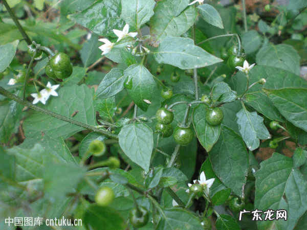 龙葵和龙阳是什么感情 龙葵