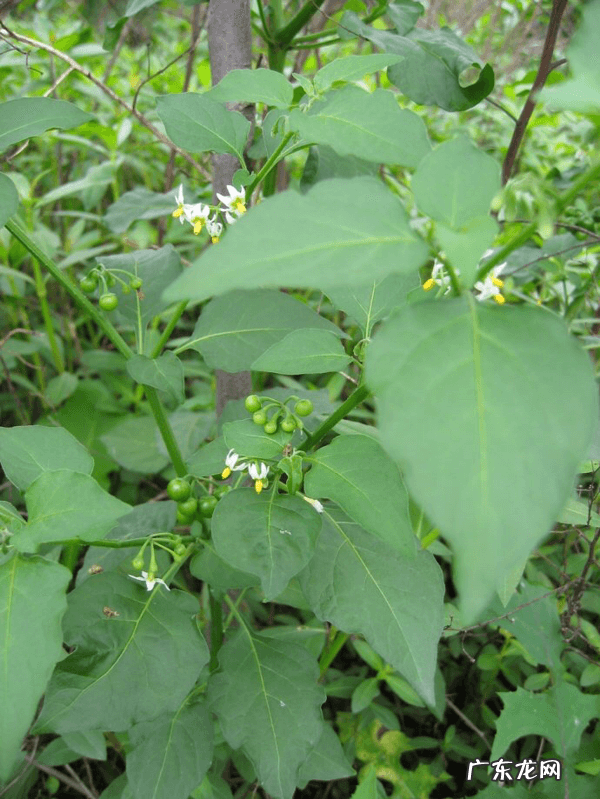 龙葵和龙阳是什么感情 龙葵