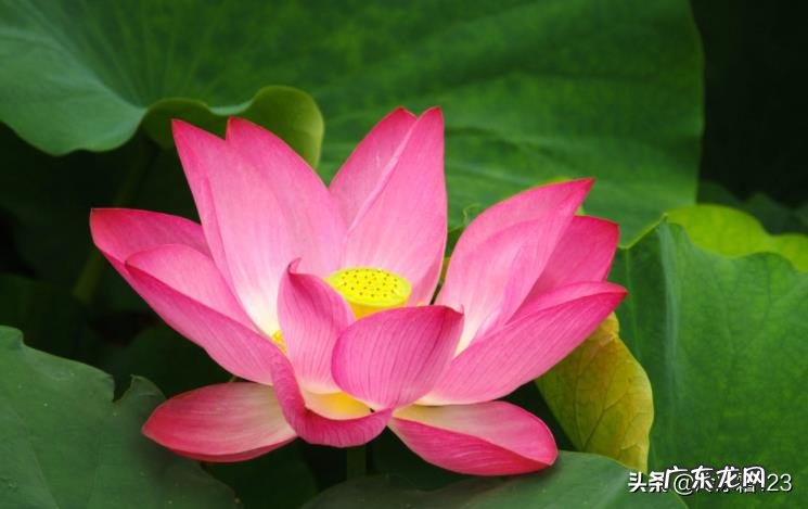 写一首赞美荷花的小诗？