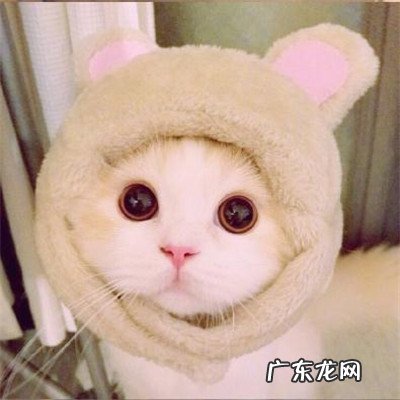 可爱猫咪微信头像男生 可爱猫咪微信头像图片