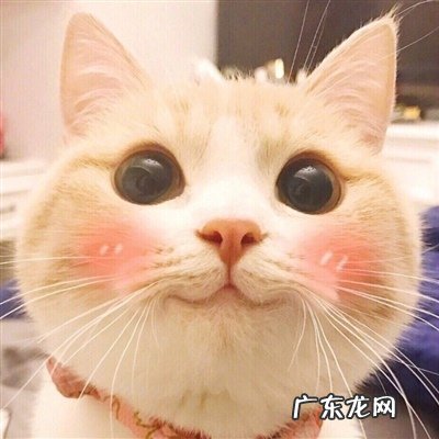 可爱猫咪微信头像男生 可爱猫咪微信头像图片
