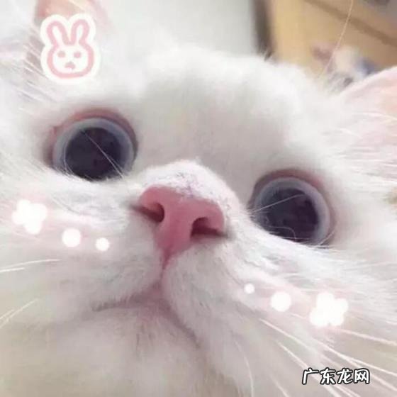 可爱猫咪微信头像男生 可爱猫咪微信头像图片