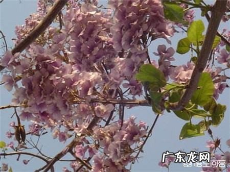 农村有很多的泡桐,泡桐花你们都吃过吗?