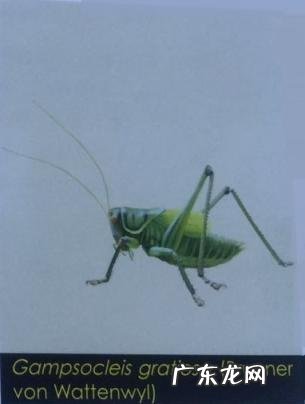 金铃子是什么昆虫 金铃子是植物吗