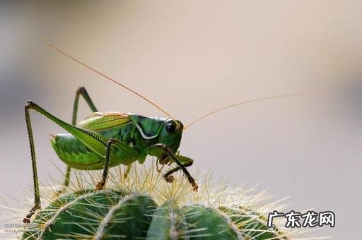 金铃子是什么昆虫 金铃子是植物吗