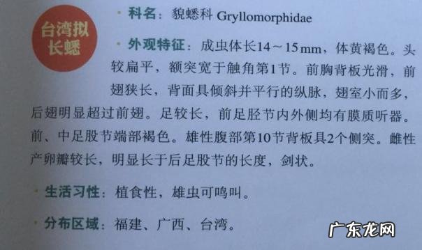 金铃子是什么昆虫 金铃子是植物吗