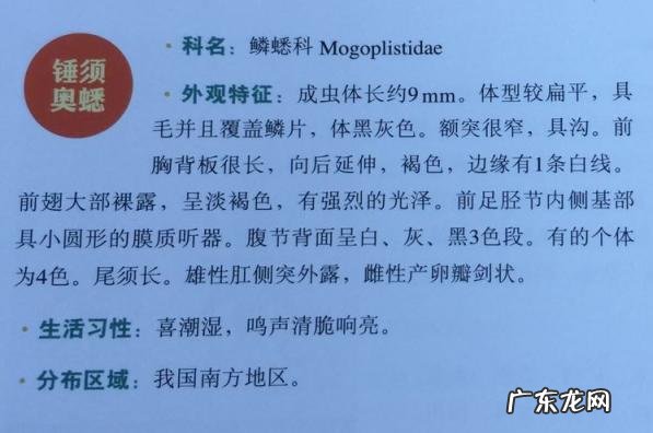 金铃子是什么昆虫 金铃子是植物吗