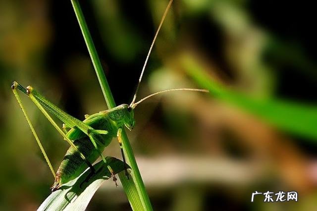 金铃子是什么昆虫 金铃子是植物吗
