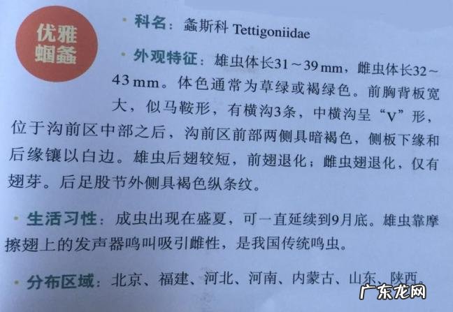 金铃子是什么昆虫 金铃子是植物吗