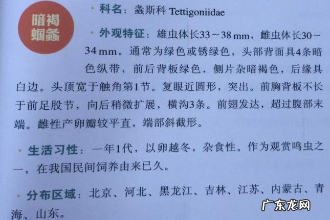 金铃子是什么昆虫 金铃子是植物吗